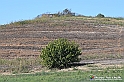 VBS_5287 - La solita strada... il grano da crescere, i campi da arare...